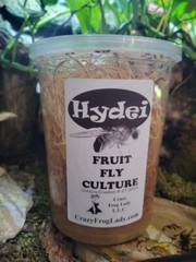 Flightless Fruit Fly Cultures 4 Pack+ 4 Pack of Hydei Total of 8 CULTURES