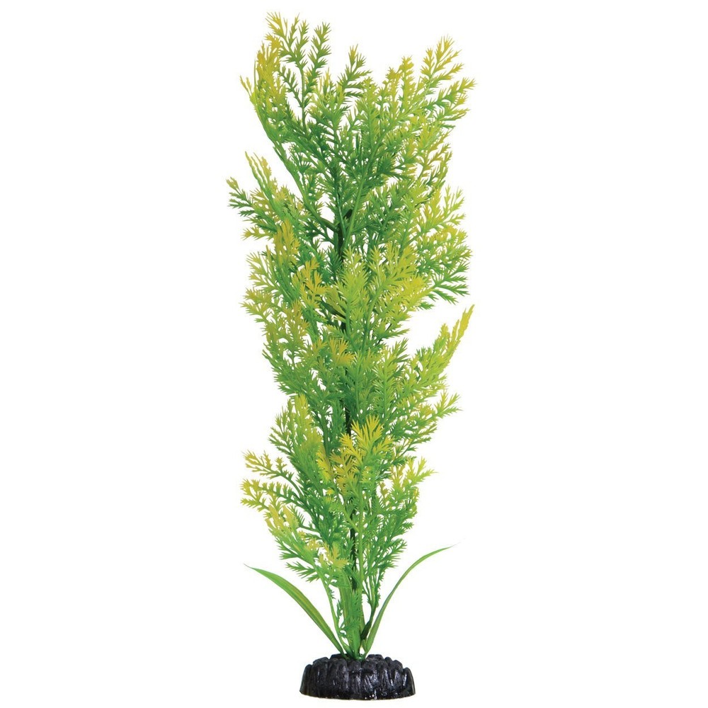 Underwater Treasures Water Violet Plant Select Size:: 16 inch