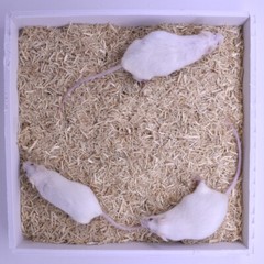 Frozen Feeder Mice: 75 Large Adults -FREE S&H -MiceDirect !!! Rodents! Reptiles