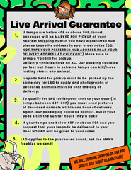 A. Werneri, “Orange” isopod – Bioactive clean up crew – Choose your count