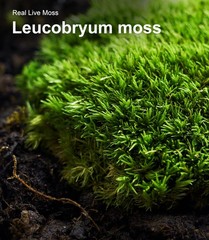 Live Moss 3-Pack for Reptile Enclosures & Terrariums,Fresh Reptiles Substrate