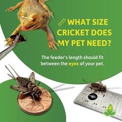 1″ Large Adult Banded Crickets (500 Count)