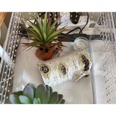 NEW Artificial Birch Log Reptile Hide, Medium Sleeping Cave 6.8×4.5x3in for Geck