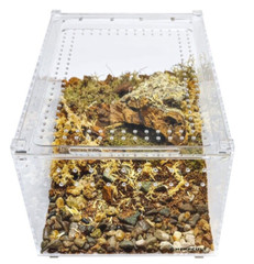 Acrylic Enclosure Terrarium Large 12”(L) x 8”(W) x 6”(H) Reptile, Snake, Spider