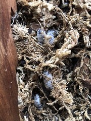 15+ Dairy Cow Isopods (Porcellio Laevis)