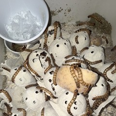 45 Live Superworms Feeder Worms (Larvae) Egg Carton Bedding Live Feeder Insects
