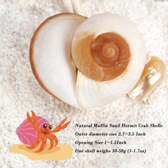 Extra Large Hermit Crab Shells 2 Pack Natural Snail Shells for Large Crabs