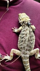 Adjustable Reptile Lizard Harness and Leash-Small