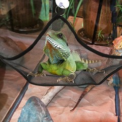 2Pcs Black Reptile Hammock Pet Swing Toy Durable for Lizards and Snakes