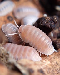 Cubaris Murina Papaya Isopods | 10 Count + Extras | Mixed Sizes | Free Shipping