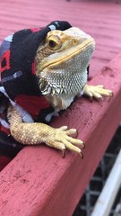 BASIC TOOLS 🧰 🛠 PRINT XLRG SLEEVELESS HOODY BODY SHIRT 4 UNISEX BEARDED DRAGON