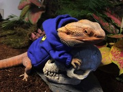 HAICHEN TEC Lizard Clothes Hoodie for Bearded Dragon Reptile Apparel Blue