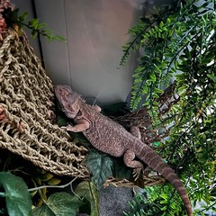 2 Pieces Bearded Dragon Hammock Large, 30″ x 7″ Reptile Hammock, Lizard Hammo…