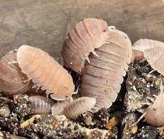 Cubaris Murina Papaya Isopods | 10 Count + Extras | Mixed Sizes | Free Shipping