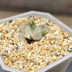 Coarse Sand Stone – Silica Sand for Plants, Soil Cover Succulents and Cactus Bon