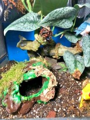 Arboreal Attitudes Weighted Ground Hides For Terrariums And Cages For Reptiles