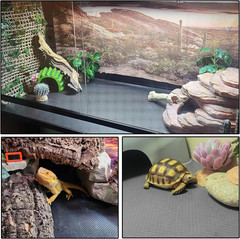 2-Pack Reptile Carpet Mats, Two-Tone Substrate for Bearded Dragons, Geckos, Snak