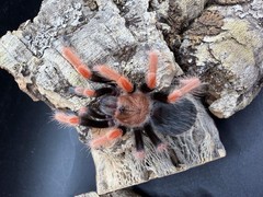 Mexican Fire Leg Tarantula (Brachypelma boehmei) – 1.5-2 in