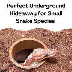 Reptile Corner Underground Cave Viewing Hide | Hognose Snake, Corn Brown