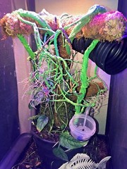 Corrugated Reptile hides For Arboreal Terrestrial Underground and Quarantining