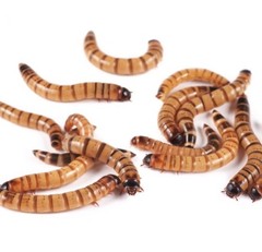 500 – *Organic* Large Live Superworms – Reptile Food