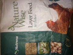 1000Ct Live Mealworms, Reptile, Birds, Chickens, Fish Food (Medium)