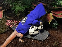 HAICHEN TEC Lizard Clothes Hoodie for Bearded Dragon Reptile Apparel Blue
