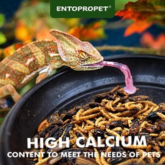Dried Mealworms and Dried Crickets – Higher in Calcium and Richer in Protein-…