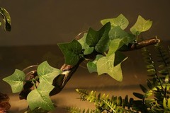 Durable Resin Reptile Corner Decoration with Suction Cups for Climbing Fun