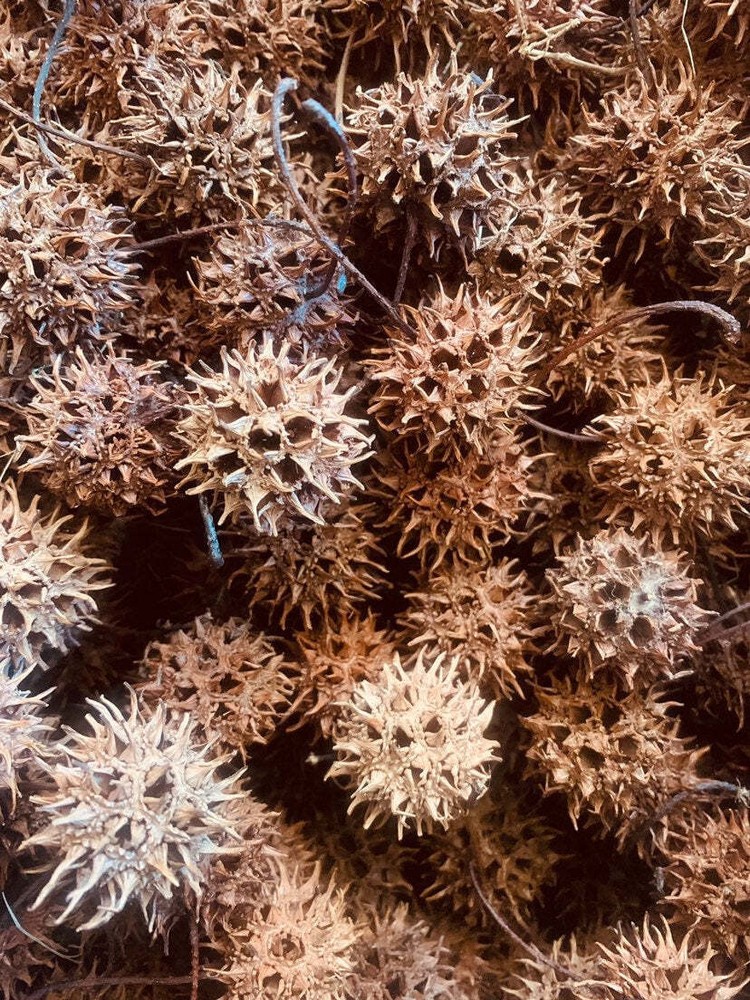 10, 25, or 50 Pieces Sweet Gum Pod, Balls, Paw Paws, Liquidambar – Natural, Orga