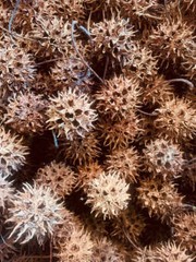 10, 25, or 50 Pieces Sweet Gum Pod, Balls, Paw Paws, Liquidambar – Natural, Orga