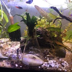 QTY 5 Lava rock 3.5″ to 5″ fish decor, terrarium rocks, organic, natural stone