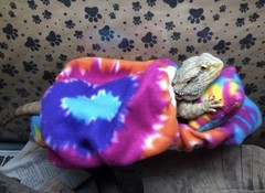 TYE DYE PRINT LARGE ATTACHABLE RESTING BED SET SOFT COVER 4 BEARDED DRAGON