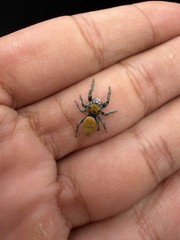 Lucid Dreamer Jumping Spider (Phidippus morpheus) – 3/8-5/8 in
