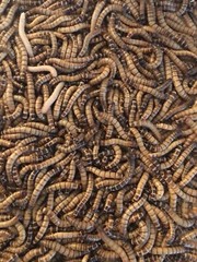 Super Mealworms