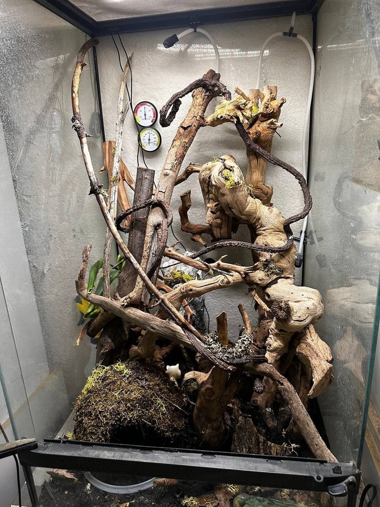 18″ x 18″ x 36″ ZooMed Vivarium w/ Bioactive Substrate and Accessories