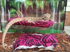 ZEBRA PRINTS LRG RESTING SOFT BED COVERS ONLY (NO FRAME BED) 4 BEARDED DRAGON