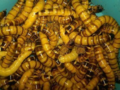 500 – Large Live Superworms – Reptile Food