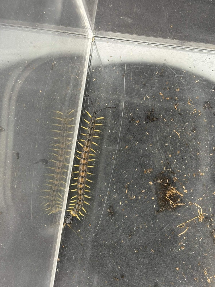Vietnamese Black Flame Centipede (Scolopendra dehaani ‘Black Flame’) – 2 in