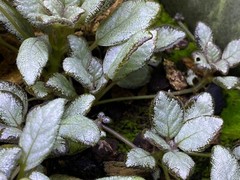 Episcia Silver Skies – Dart Frog VIVARIUM / Terrarium Plant – Plantlet Cutting