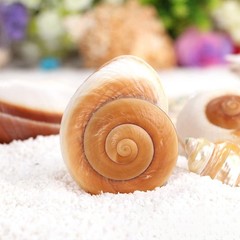 Extra Large Hermit Crab Shells 2 Pack Natural Snail Shells for Large Crabs