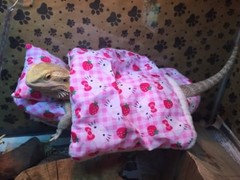 HELLO KITTY ATTACHABLE RESTING LRG SET BED COVERS WITH EXTRA FREE SET COVERS