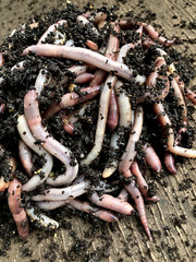 1 Lb Live Bait Size Worms 1.9 grams