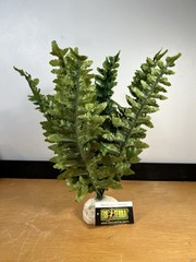 Exo Terra Boston Fern Artificial Plant for Terrariums Multi Color Medium Size