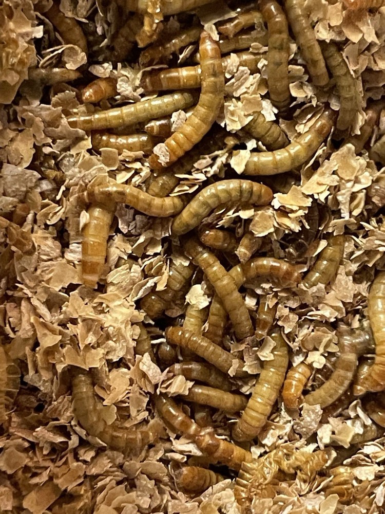 5000 live mealworms