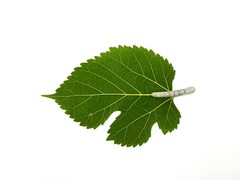 1000CT Medium Size Live Silkworms+4 sandwich bags of mulberry leaves