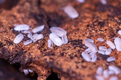 75+ Glacier Isopods LAG