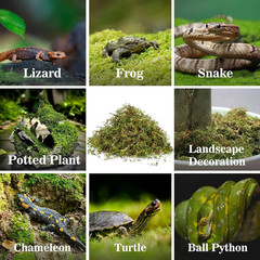 Sphagnum Moss for Reptiles – Terrarium Reptiles Moss Green Dried Peat Moss Habit