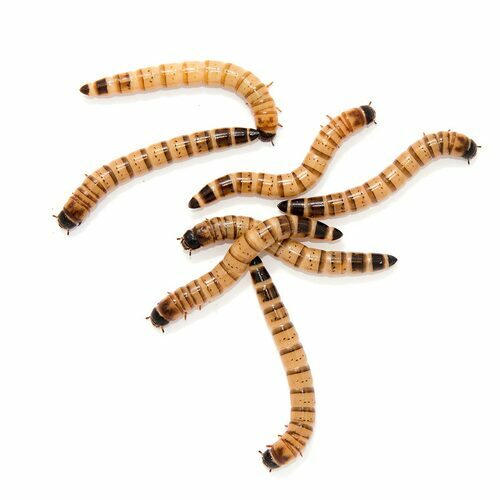 1000 Large 1.5-2″”+ Live Superworms