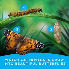 NATIONAL GEOGRAPHIC Butterfly Growing Kit Habitat Cage 5 Caterpillars to Red…